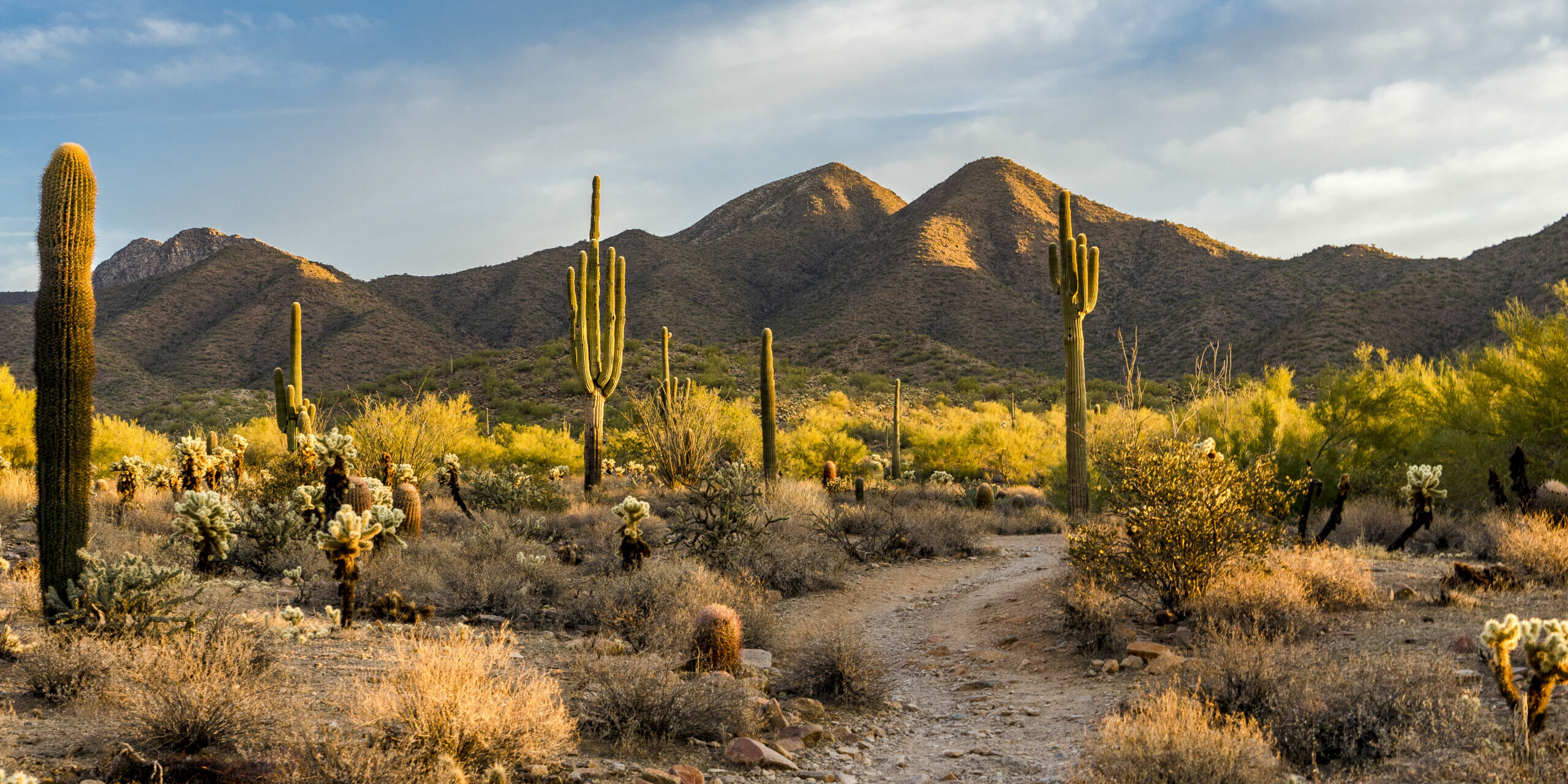 Morning light in the Sonoran desert in Scottsdale, Arizona